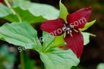 Триллиум прямостоячий Trillium erectum