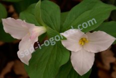 Триллиум крупноцветковый Trillium grandiflorum