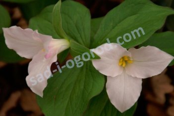 Триллиум крупноцветковый Trillium grandiflorum