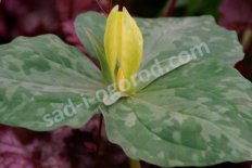 Триллиум желтый Trillium luteum