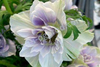 Анемона корончатая Мистраль Пале Anemone coronaria Mistral® Pale