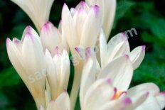 Безвременник византийский Инносенс Colchicum byzantinum Innocence (syn. byzantinum album)