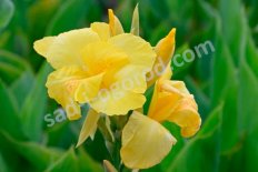 Канна Ричард Уоллес Canna Richard Wallace