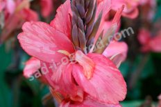 Канна Чемпион Canna Champion