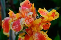 Канна Тарудант Canna Taroundant