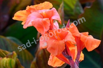 Канна Дурбан Canna Durban