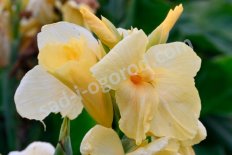 Канна Ванилла Крим Canna Vanilla Cream