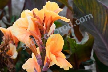 Канна Эприкот Дрим Canna Apricot Dream