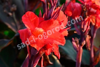 Канна Клеопатра ред Canna Cleopatra Red