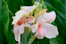 Канна Фэнтэзи Canna Fantasy