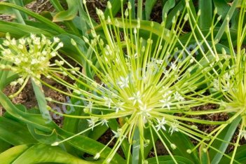 Аллиум Шуберта Арктик Сноу Allium schubertii Arctic Snow