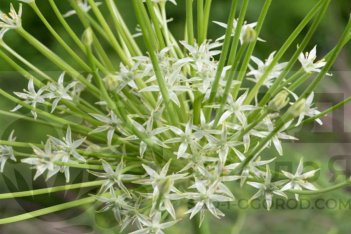 Аллиум Шуберта Арктик Сноу Allium schubertii Arctic Snow