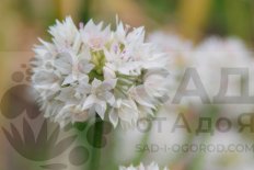 Лук обнимающий Грейсфул Бьюти Graceful Beauty