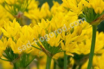 Лук декоративный (Аллиум) Моли Allium Moly