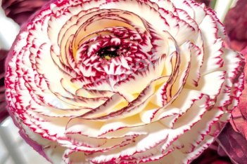 Лютик Элеганс Бьянко Стриато Ranunculus Elegance® Bianco Striato