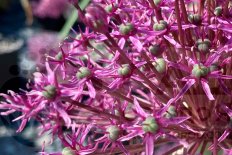 Лук декоративный Майями Allium Miami