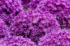 Аллиум декоративный Амбассадор Allium Ambassador