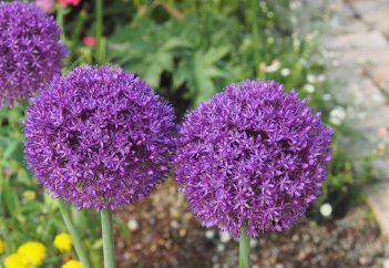 Аллиум декоративный Амбассадор Allium Ambassador