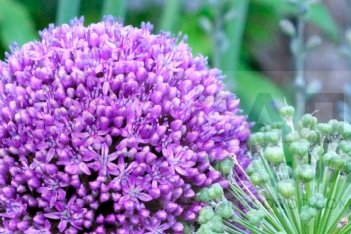 Аллиум декоративный Амбассадор Allium Ambassador