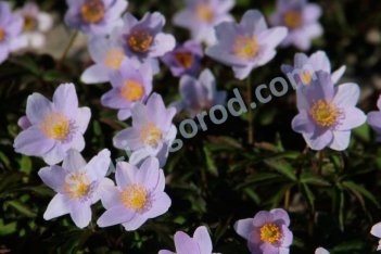 Анемона дубравная Робинзониана Anemone nemorosa Robinsoniana