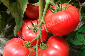 Рассада томатов Беркут