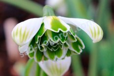Подснежник складчатый Жакенетта Galanthus plicatus Jaquenetta