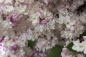 Сирень гиацинтоцветная Свитхарт Syringa hyacinthiflora Sweetheart