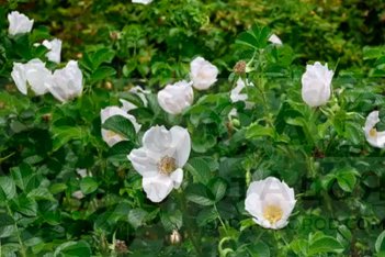 Роза морщинистая Альба Rosa rugosa Alba