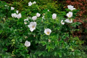 Роза морщинистая Альба Rosa rugosa Alba