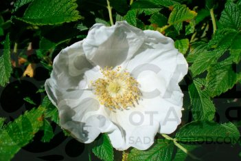 Роза морщинистая Альба Rosa rugosa Alba