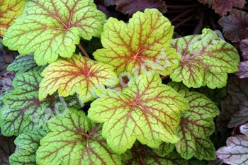 Растения для бордюрной посадки.