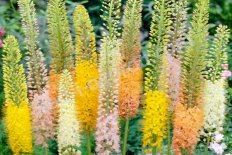 Eremurus