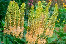 Эремурус Романс Eremurus isabellinus Romance