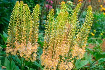 Эремурус Романс Eremurus isabellinus Romance