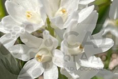 Пушкиния Альба Puschkinia scilloides var libanotica alba