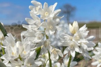 Пушкиния Альба Puschkinia scilloides var libanotica alba