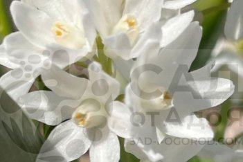 Пушкиния Альба Puschkinia scilloides var libanotica alba