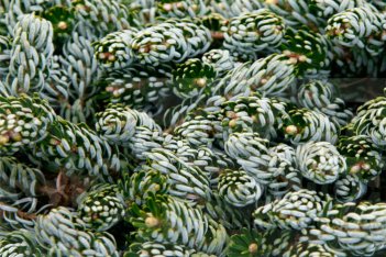 Пихта корейская Когоутс Айсбрекер Abies koreana Kohout’s Icebreaker