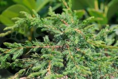 Можжевельник обыкновенный Репанда Juniperus communis Repanda