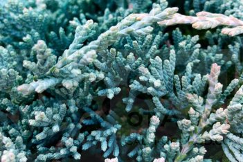 Можжевельник горизонтальный Айс Блю Juniperus horisontalis Icee Blue