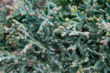 Можжевельник горизонтальный Айс Блю Juniperus horisontalis Icee Blue