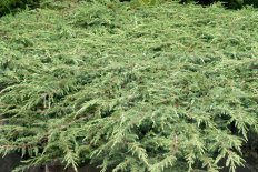 Можжевельник обыкновенный Грин Карпет Juniperus communis Green Carpet