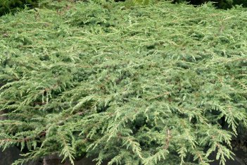 Можжевельник обыкновенный Грин Карпет Juniperus communis Green Carpet