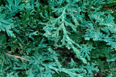 Можжевельник горизонтальный Вилтони Juniperus horisontalis Wiltonii