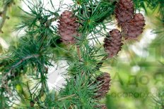 Лиственница японская Диана Larix kaempferi Diana