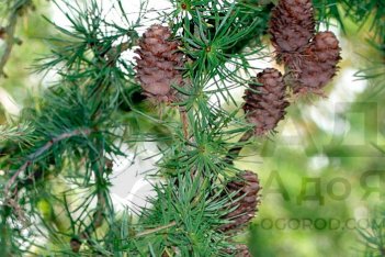 Лиственница японская Диана Larix kaempferi Diana