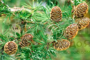 Лиственница японская Диана Larix kaempferi Diana