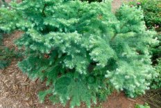 Лиственница японская Блю Дварф Larix kaempferi Blue Dwarf