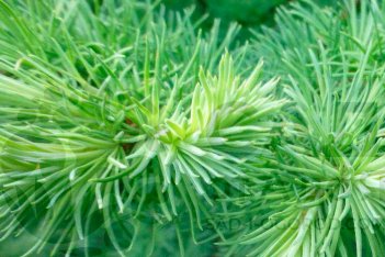 Лиственница японская Блю Дварф Larix kaempferi Blue Dwarf