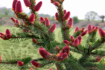 Ель обыкновенная Акрокона Picea abies Acrocona
